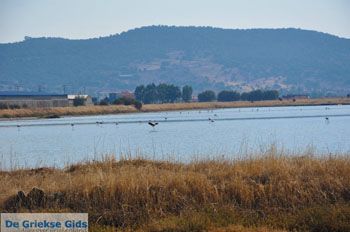 Baai Kalloni Lesbos | Griekenland 3 - Foto van https://www.grieksegids.nl/fotos/lesbos/normaal/lesbos-griekenland-194.jpg