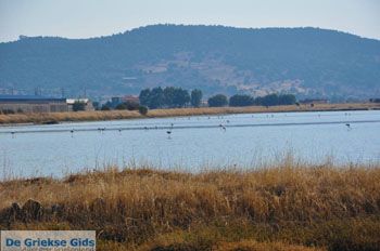Baai Kalloni Lesbos | Griekenland 4 - Foto van https://www.grieksegids.nl/fotos/lesbos/normaal/lesbos-griekenland-195.jpg