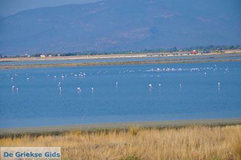 Baai Kalloni Lesbos | Griekenland 5 - Foto van https://www.grieksegids.nl/fotos/lesbos/normaal/lesbos-griekenland-196.jpg