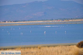 Baai Kalloni Lesbos | Griekenland 7 - Foto van https://www.grieksegids.nl/fotos/lesbos/normaal/lesbos-griekenland-198.jpg