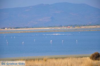 Baai Kalloni Lesbos | Griekenland 8 - Foto van https://www.grieksegids.nl/fotos/lesbos/normaal/lesbos-griekenland-199.jpg