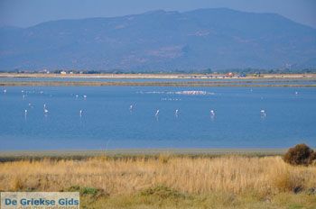 Baai Kalloni Lesbos | Griekenland 10 - Foto van https://www.grieksegids.nl/fotos/lesbos/normaal/lesbos-griekenland-201.jpg