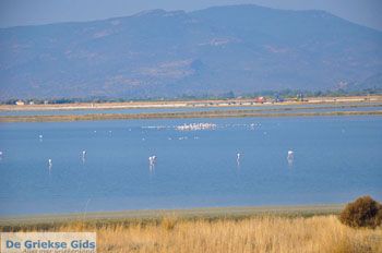 Baai Kalloni Lesbos | Griekenland 12 - Foto van https://www.grieksegids.nl/fotos/lesbos/normaal/lesbos-griekenland-203.jpg