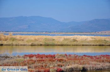 Baai Kalloni Lesbos | Griekenland 16 - Foto van https://www.grieksegids.nl/fotos/lesbos/normaal/lesbos-griekenland-207.jpg