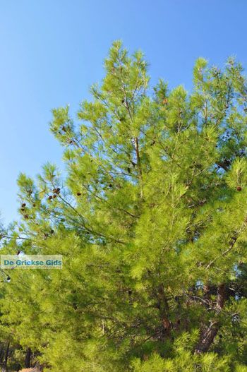 Bij watervallen Pesas | Lesbos Griekenland 6 - Foto van https://www.grieksegids.nl/fotos/lesbos/normaal/lesbos-griekenland-221.jpg