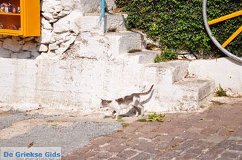 Agiasos (Agiassos) | Lesbos Griekenland 7 - Foto van https://www.grieksegids.nl/fotos/lesbos/normaal/lesbos-griekenland-275.jpg