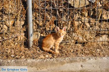 Plomari | Lesbos Griekenland 78 - Foto van https://www.grieksegids.nl/fotos/lesbos/normaal/lesbos-griekenland-400.jpg