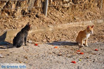 Plomari | Lesbos Griekenland 79 - Foto van https://www.grieksegids.nl/fotos/lesbos/normaal/lesbos-griekenland-401.jpg