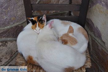 Molyvos Lesbos | Griekenland 148 - Foto van https://www.grieksegids.nl/fotos/lesbos/normaal/lesbos-griekenland-472.jpg