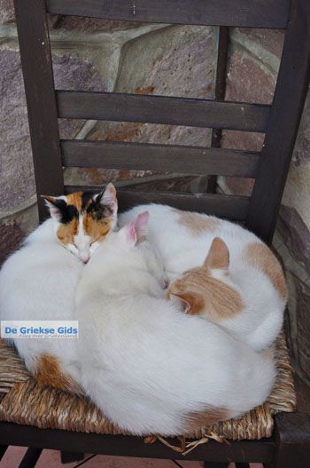 Molyvos Lesbos | Griekenland 149 - Foto van https://www.grieksegids.nl/fotos/lesbos/normaal/lesbos-griekenland-473.jpg