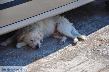 Anaxos Lesbos | Griekenland 16 - Foto van https://www.grieksegids.nl/fotos/lesbos/normaal/lesbos-griekenland-532.jpg