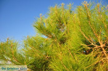 Sykaminia - Skala Sykaminia | Lesbos | De Griekse Gids 40 - Foto van https://www.grieksegids.nl/fotos/lesbos/normaal/lesbos-griekenland-693.jpg