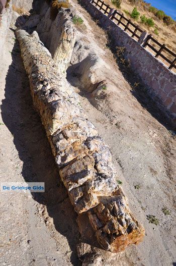 Versteende woud bij Sigri | Lesbos Griekenland | Foto 1 - Foto van https://www.grieksegids.nl/fotos/lesbos/normaal/lesbos-griekenland-714.jpg