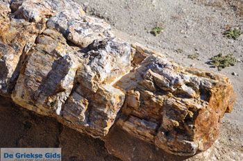 Versteende woud bij Sigri | Lesbos Griekenland | Foto 2 - Foto van https://www.grieksegids.nl/fotos/lesbos/normaal/lesbos-griekenland-715.jpg