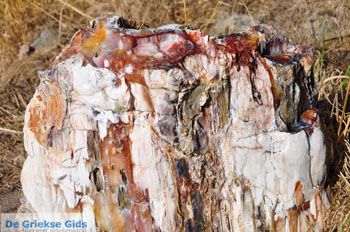 Versteende Woud vakantie