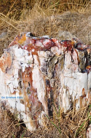 Versteende woud bij Sigri | Lesbos Griekenland | Foto 12 - Foto van https://www.grieksegids.nl/fotos/lesbos/normaal/lesbos-griekenland-725.jpg