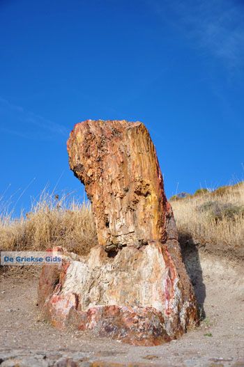 Versteende woud bij Sigri | Lesbos Griekenland | Foto 34 - Foto van https://www.grieksegids.nl/fotos/lesbos/normaal/lesbos-griekenland-747.jpg