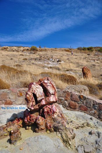 Versteende woud bij Sigri | Lesbos Griekenland | Foto 35 - Foto van https://www.grieksegids.nl/fotos/lesbos/normaal/lesbos-griekenland-748.jpg
