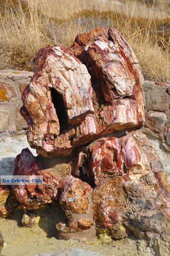 Versteende woud bij Sigri | Lesbos Griekenland | Foto 37 - Foto van https://www.grieksegids.nl/fotos/lesbos/normaal/lesbos-griekenland-750.jpg