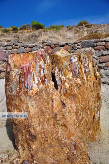 Versteende woud bij Sigri | Lesbos Griekenland | Foto 41 - Foto van https://www.grieksegids.nl/fotos/lesbos/normaal/lesbos-griekenland-754.jpg