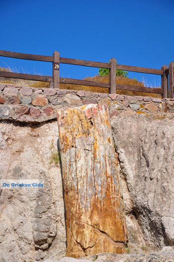Versteende woud bij Sigri | Lesbos Griekenland | Foto 48 - Foto van https://www.grieksegids.nl/fotos/lesbos/normaal/lesbos-griekenland-761.jpg