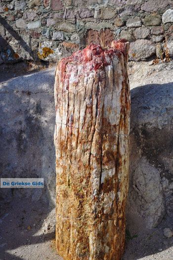 Versteende woud bij Sigri | Lesbos Griekenland | Foto 49 - Foto van https://www.grieksegids.nl/fotos/lesbos/normaal/lesbos-griekenland-762.jpg