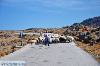 Schapen en schaapherders bij Sigri | Lesbos Grikenland | Foto 1 - Foto van https://www.grieksegids.nl/fotos/lesbos/normaal/lesbos-griekenland-765.jpg