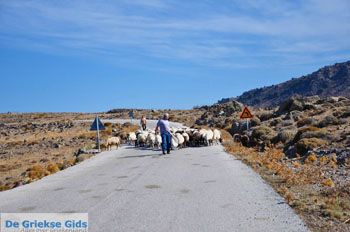 Schapen en schaapherders bij Sigri | Lesbos Grikenland | Foto 2 - Foto van https://www.grieksegids.nl/fotos/lesbos/normaal/lesbos-griekenland-766.jpg