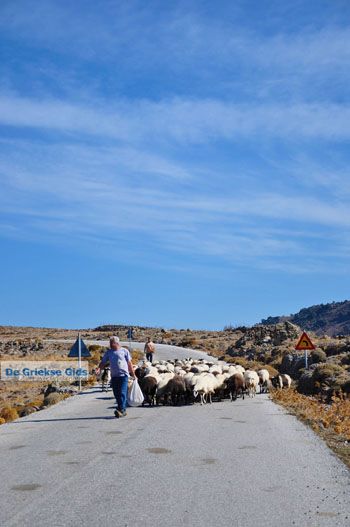 Schapen en schaapherders bij Sigri | Lesbos Grikenland | Foto 3 - Foto van https://www.grieksegids.nl/fotos/lesbos/normaal/lesbos-griekenland-767.jpg