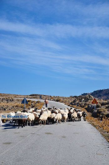 Schapen en schaapherders bij Sigri | Lesbos Grikenland | Foto 4 - Foto van https://www.grieksegids.nl/fotos/lesbos/normaal/lesbos-griekenland-768.jpg