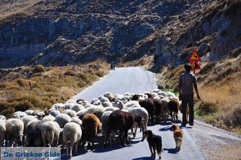 Schapen en schaapherders bij Sigri | Lesbos Grikenland | Foto 8 - Foto van https://www.grieksegids.nl/fotos/lesbos/normaal/lesbos-griekenland-799.jpg