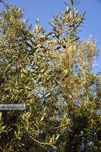 Olijfbomen bij Molyvos | Lesbos Griekenland | Foto 1  - Foto van https://www.grieksegids.nl/fotos/lesbos/normaal/lesbos-griekenland-818.jpg