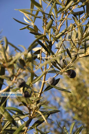 Olijfbomen bij Molyvos | Lesbos Griekenland | Foto 3 - Foto van https://www.grieksegids.nl/fotos/lesbos/normaal/lesbos-griekenland-820.jpg