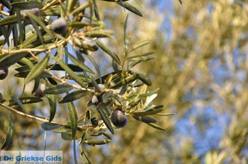 Olijfbomen bij Molyvos | Lesbos Griekenland | Foto 4 - Foto van https://www.grieksegids.nl/fotos/lesbos/normaal/lesbos-griekenland-821.jpg