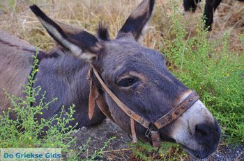 Molyvos Lesbos | Griekenland 170 - Foto van https://www.grieksegids.nl/fotos/lesbos/normaal/lesbos-griekenland-835.jpg