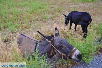 Molyvos Lesbos | Griekenland 171 - Foto van https://www.grieksegids.nl/fotos/lesbos/normaal/lesbos-griekenland-836.jpg