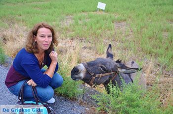 Molyvos Lesbos | Griekenland 172 - Foto van https://www.grieksegids.nl/fotos/lesbos/normaal/lesbos-griekenland-837.jpg