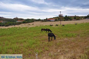 Molyvos Lesbos | Griekenland 173 - Foto van https://www.grieksegids.nl/fotos/lesbos/normaal/lesbos-griekenland-838.jpg