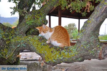 Molyvos Lesbos | Griekenland 179 - Foto van https://www.grieksegids.nl/fotos/lesbos/normaal/lesbos-griekenland-844.jpg