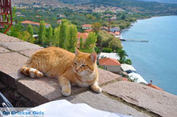 Molyvos Lesbos | Griekenland 191 - Foto van https://www.grieksegids.nl/fotos/lesbos/normaal/lesbos-griekenland-856.jpg