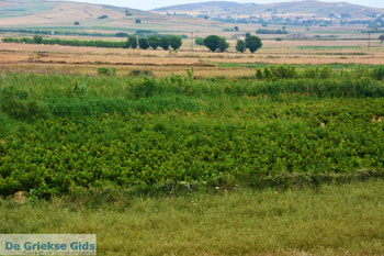 Atsiki Limnos (Lemnos) | Griekenland | Foto 22 - Foto van https://www.grieksegids.nl/fotos/limnos/lemnos/normaal/atsiki-limnos-022.jpg