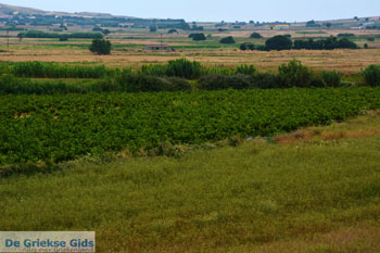 Atsiki Limnos (Lemnos) | Griekenland | Foto 23 - Foto van https://www.grieksegids.nl/fotos/limnos/lemnos/normaal/atsiki-limnos-023.jpg