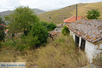 Dafni Limnos (Lemnos) | Griekenland | Foto 6 - Foto van https://www.grieksegids.nl/fotos/limnos/lemnos/normaal/dafni-limnos-006.jpg