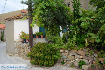 Dafni Limnos (Lemnos) | Griekenland | Foto 7 - Foto van https://www.grieksegids.nl/fotos/limnos/lemnos/normaal/dafni-limnos-007.jpg