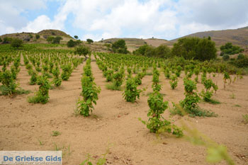 Dafni Limnos (Lemnos) | Griekenland | Foto 25 - Foto van https://www.grieksegids.nl/fotos/limnos/lemnos/normaal/dafni-limnos-025.jpg