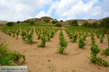 Dafni Limnos (Lemnos) | Griekenland | Foto 26 - Foto van https://www.grieksegids.nl/fotos/limnos/lemnos/normaal/dafni-limnos-026.jpg