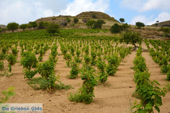 Dafni Limnos (Lemnos) | Griekenland | Foto 27 - Foto van https://www.grieksegids.nl/fotos/limnos/lemnos/normaal/dafni-limnos-027.jpg