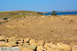 GriechenlandWeb.de Ifestia Limnos (Lemnos) | Griechenland  | Foto 23 - Foto GriechenlandWeb.de