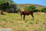 Ifestia Limnos (Lemnos) | Griekenland  | Foto 33 - Foto van De Griekse Gids