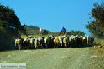 Bij Gomati en woestijn Amothines Katalakos Limnos (Lemnos) foto 38 - Foto van De Griekse Gids